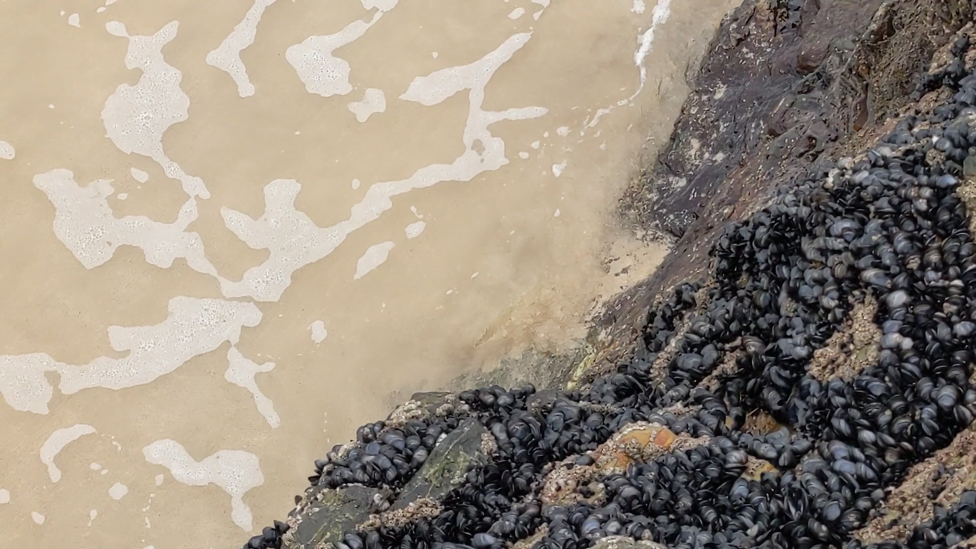 Coastal Serenity Loop — Sea Water – 1080p ocean VJ loop