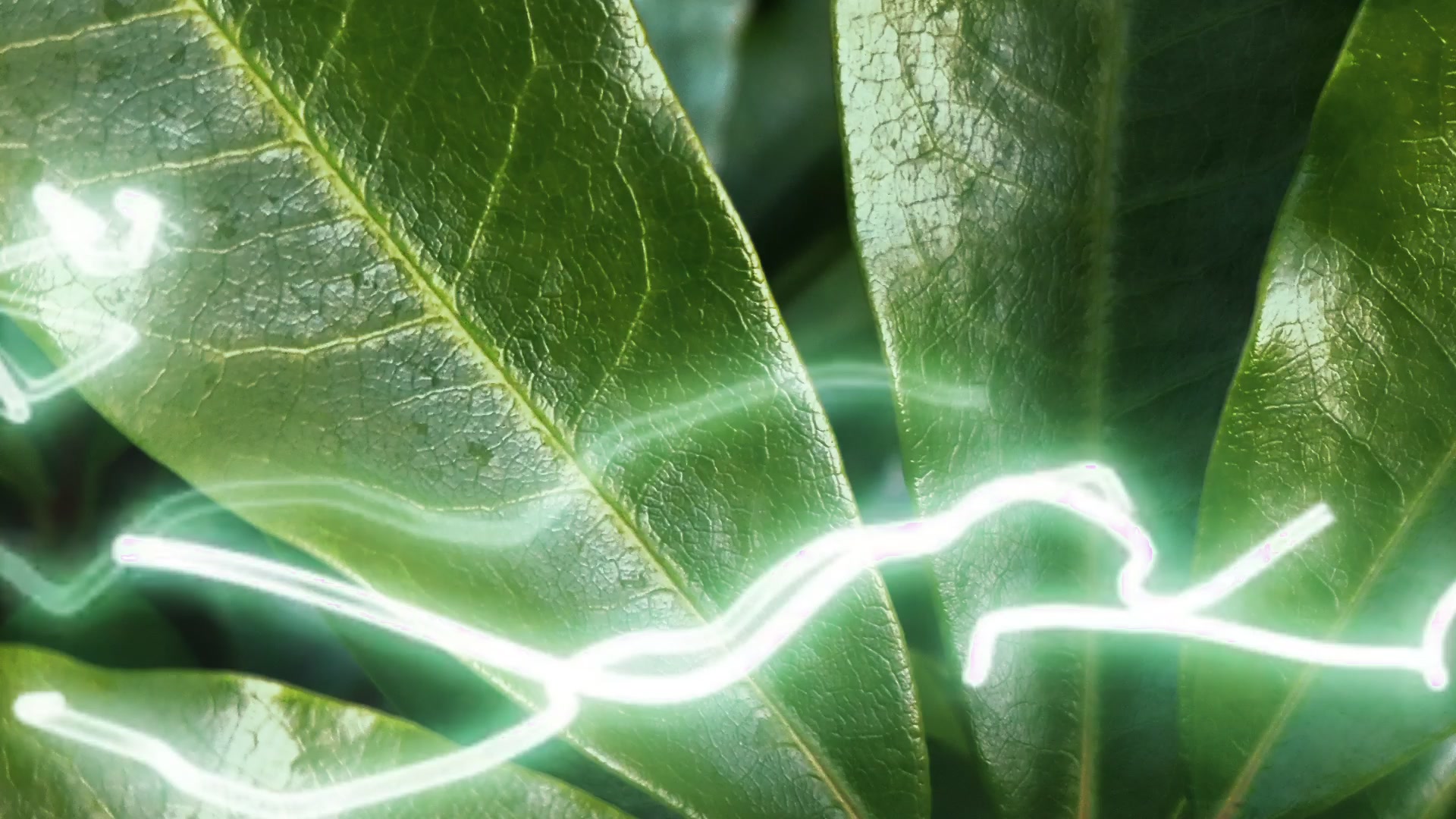 Electric Leaf Pulse – 1080p neon & cyber VJ loop