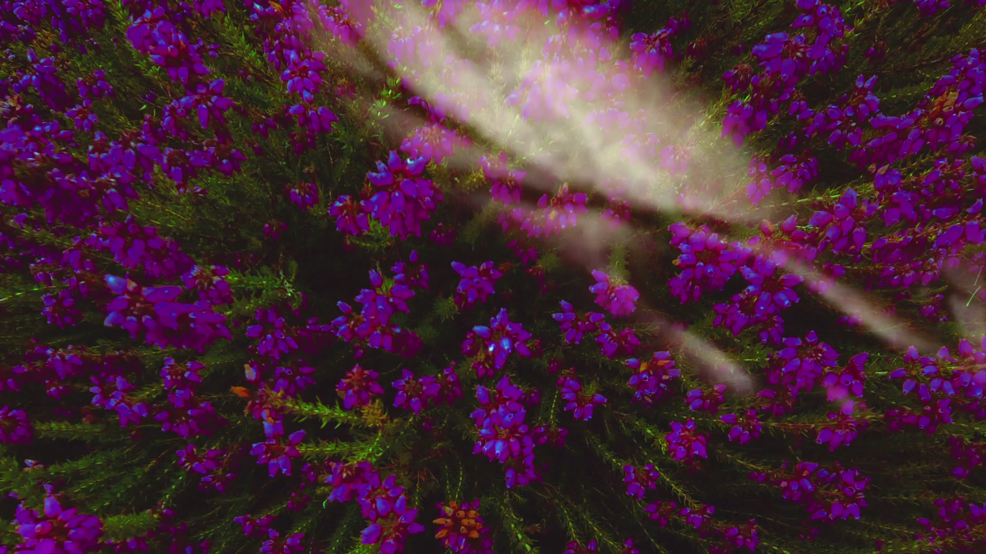 Floral Dreamscape — Purple Light – 1080p nature VJ loop