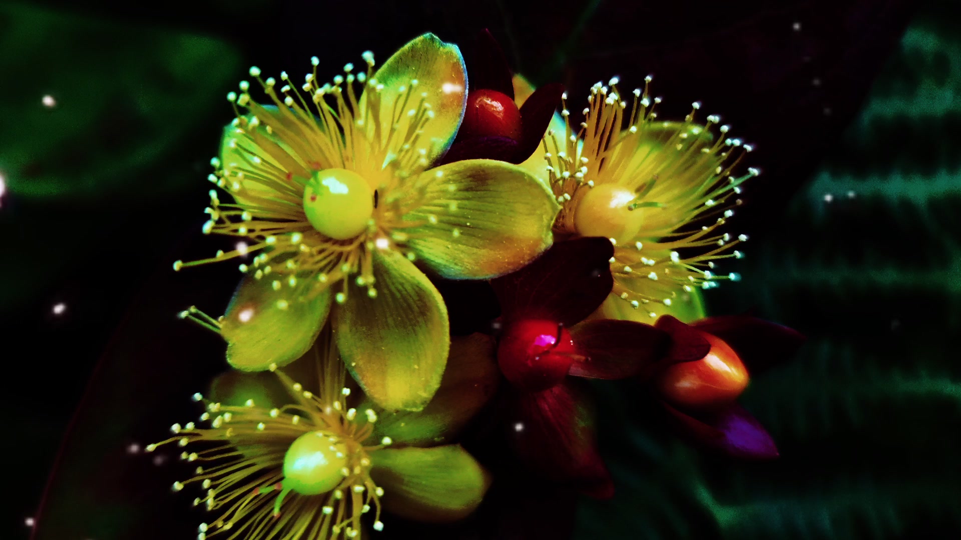 Floral Dreamscape — Glow – 1080p nature VJ loop