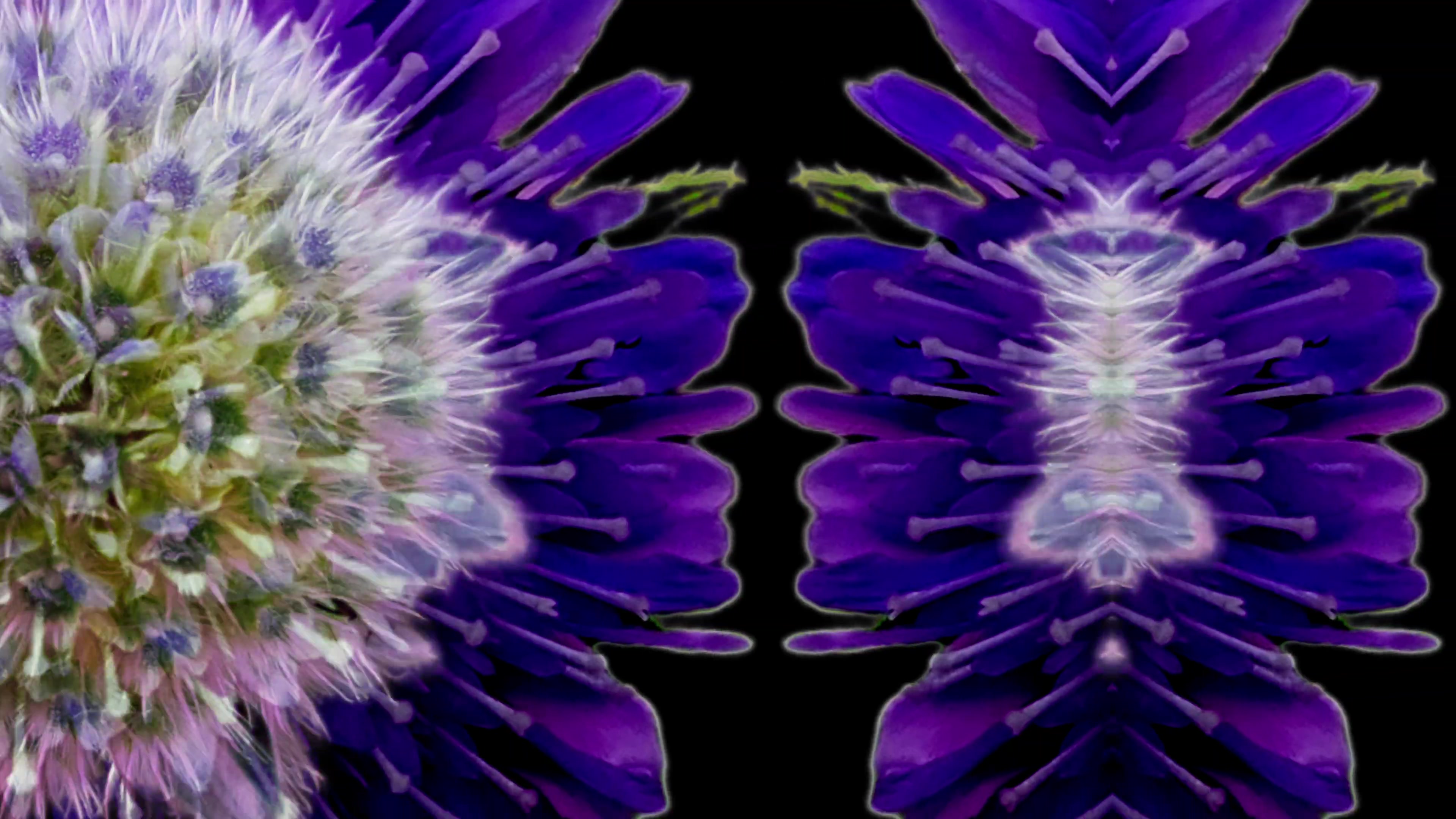 Floral Symmetry Pulse – 4K psychedelic VJ loop