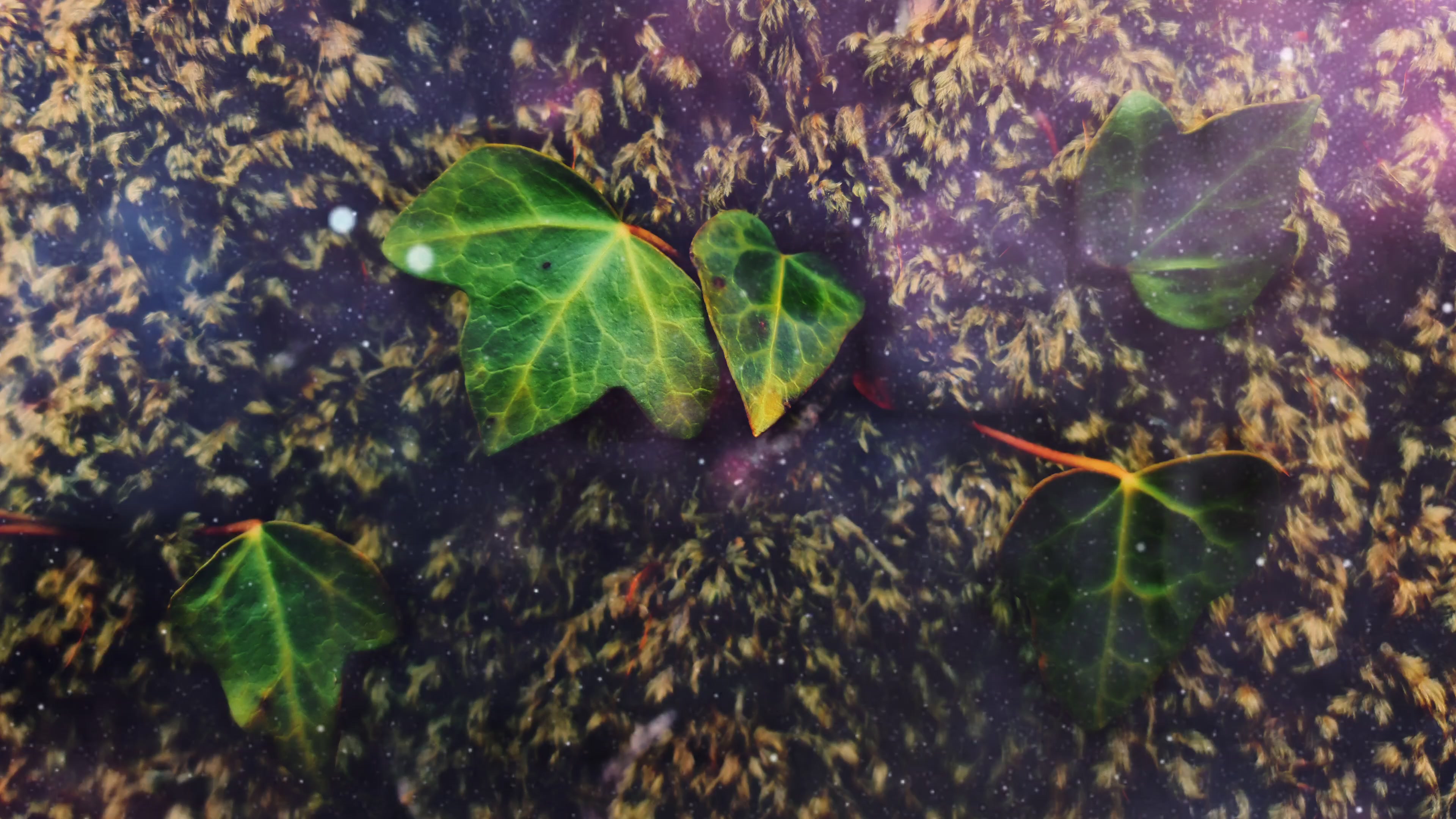 Galactic Ivy Dream – 4K space VJ loop