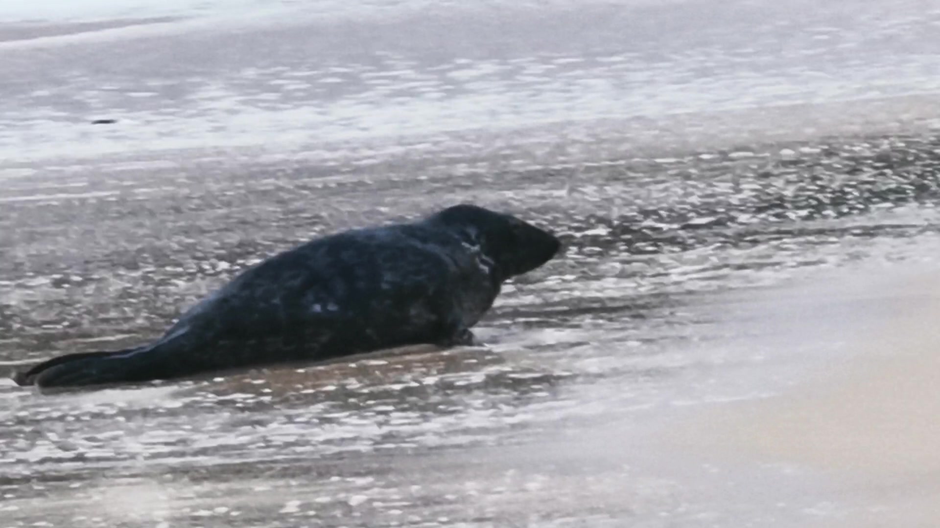 Gentle Waves and Seals – 1080p ocean VJ loop
