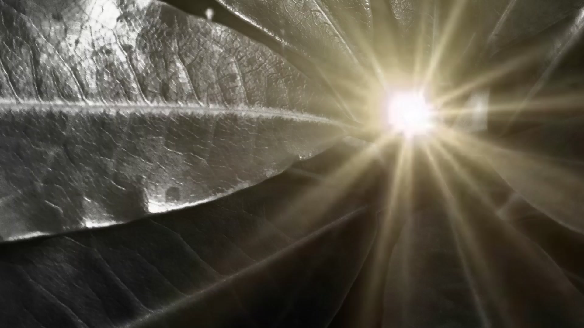 Luminous Leaf Burst – 1080p nature VJ loop