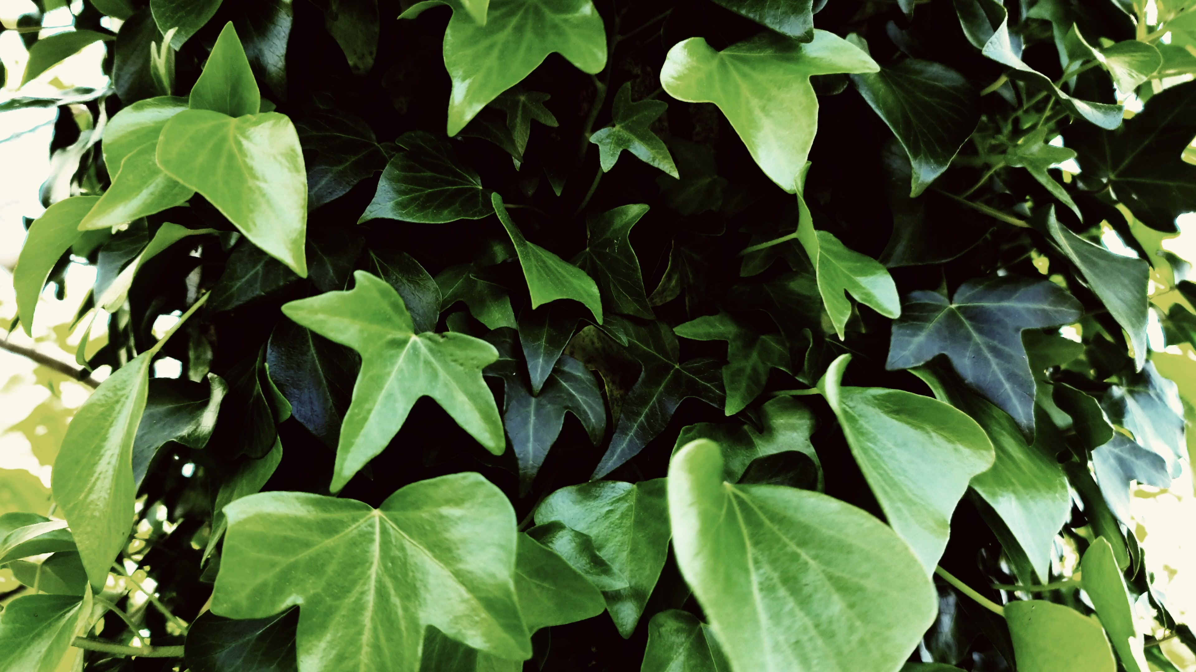 Lush Green Serenity – 4K nature VJ loop