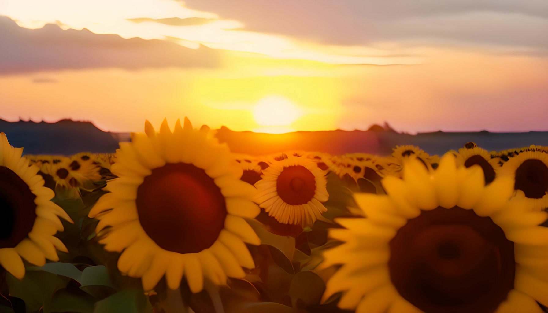 Sunflower Sunset Bliss — Sunflowers Warm – HD nature VJ loop