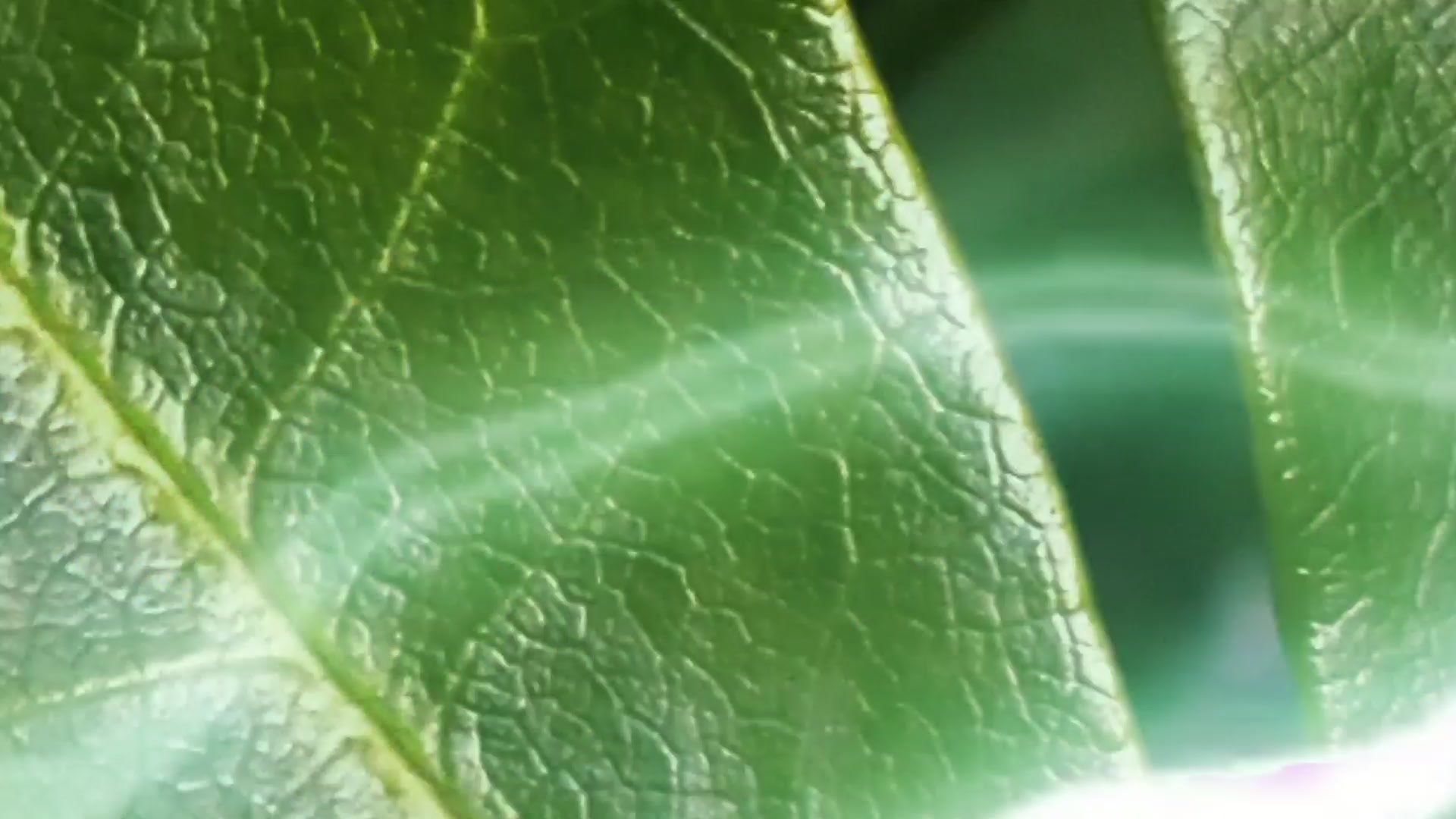 Vibrant Flora Fusion – 1080p nature VJ loop