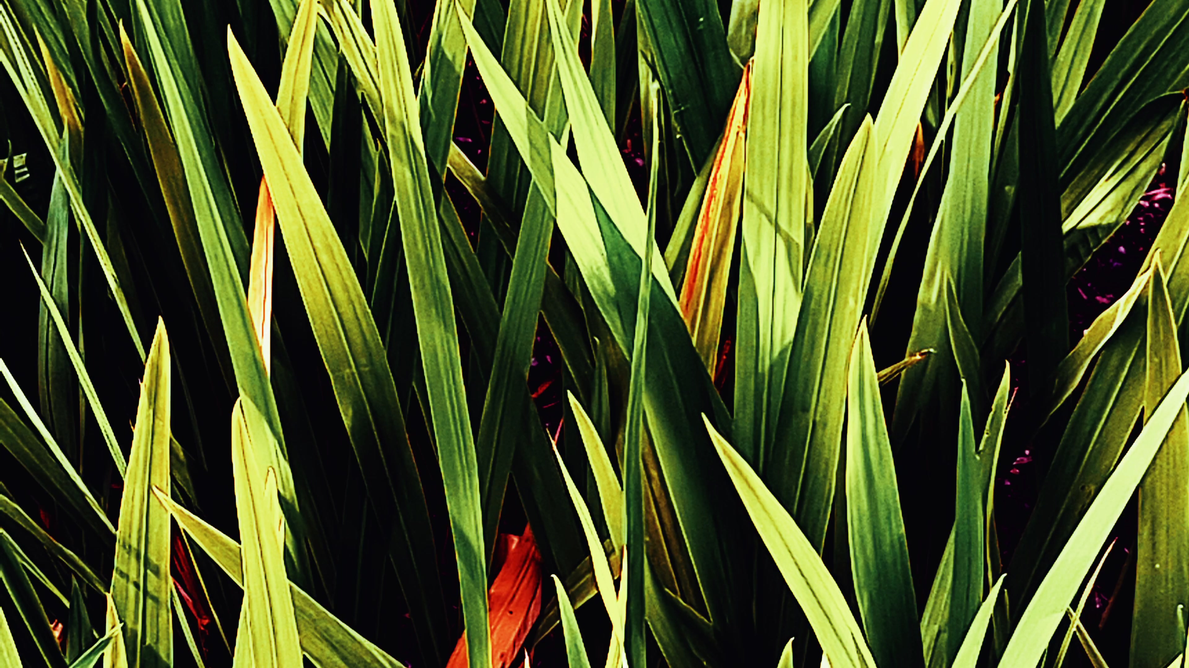 Vibrant Leaf Patterns – 4K nature VJ loop